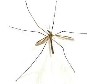Attack of the Crane Fly