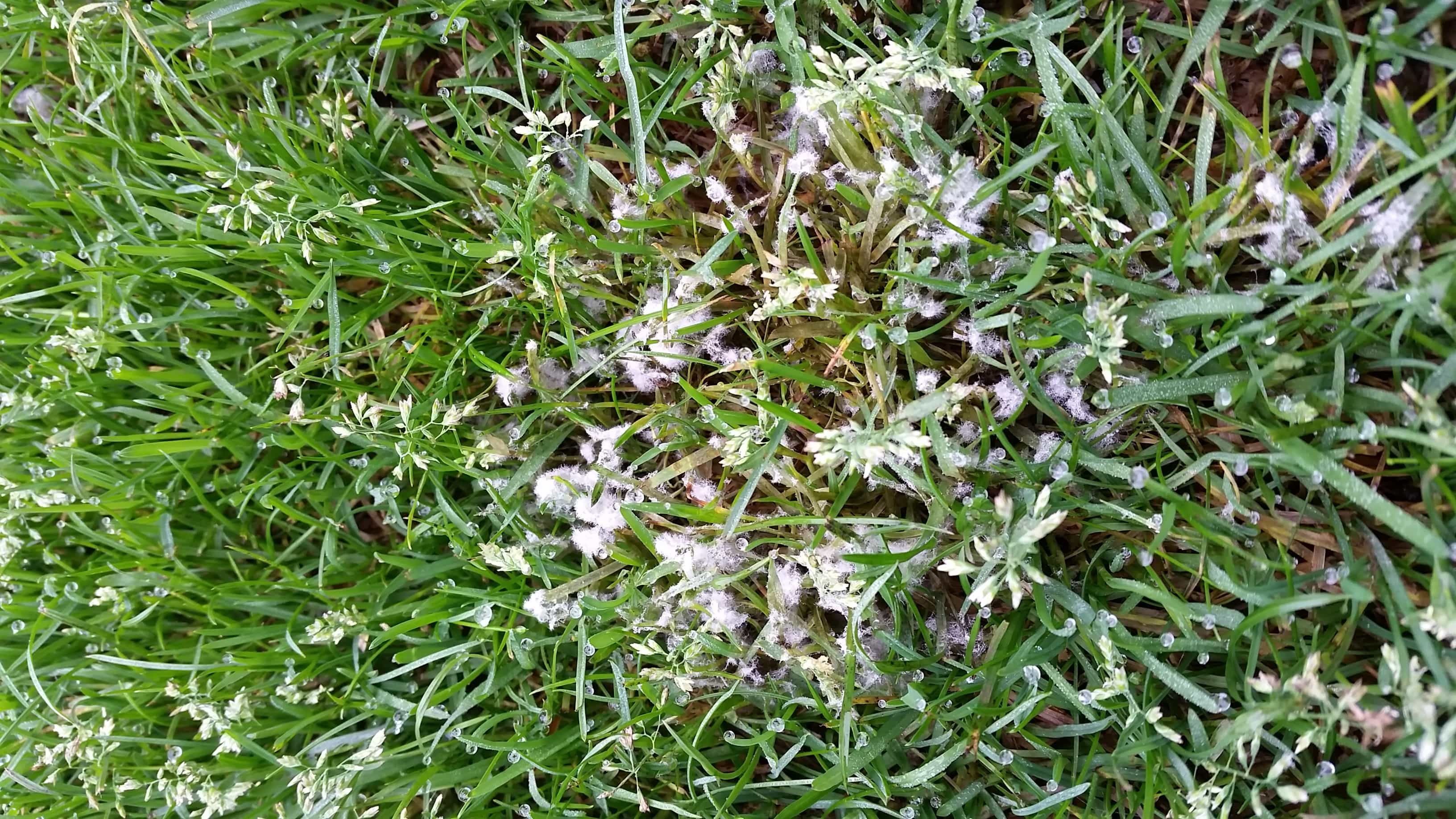 Fusarium or snow mould as it's sometimes known